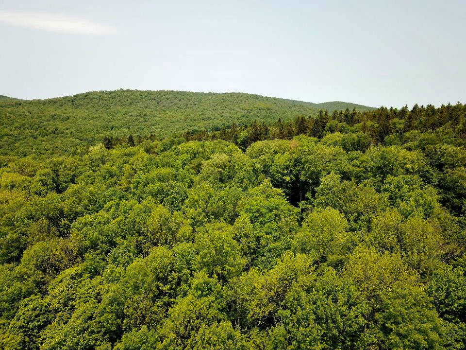 821 Berry Brook Road, Roscoe, New York image 13