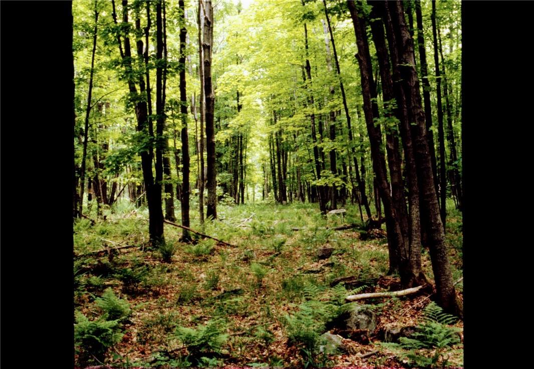 Shandelee Road, Livingston Manor, New York image 1