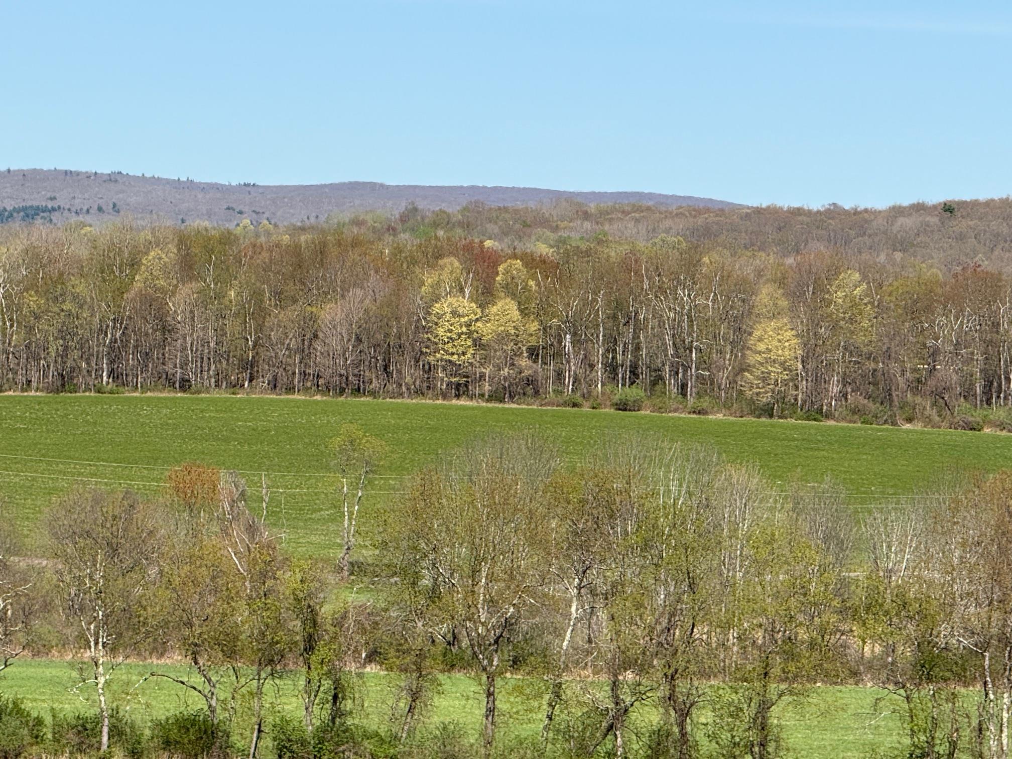 Skunks Misery Road, Millerton, New York image 8