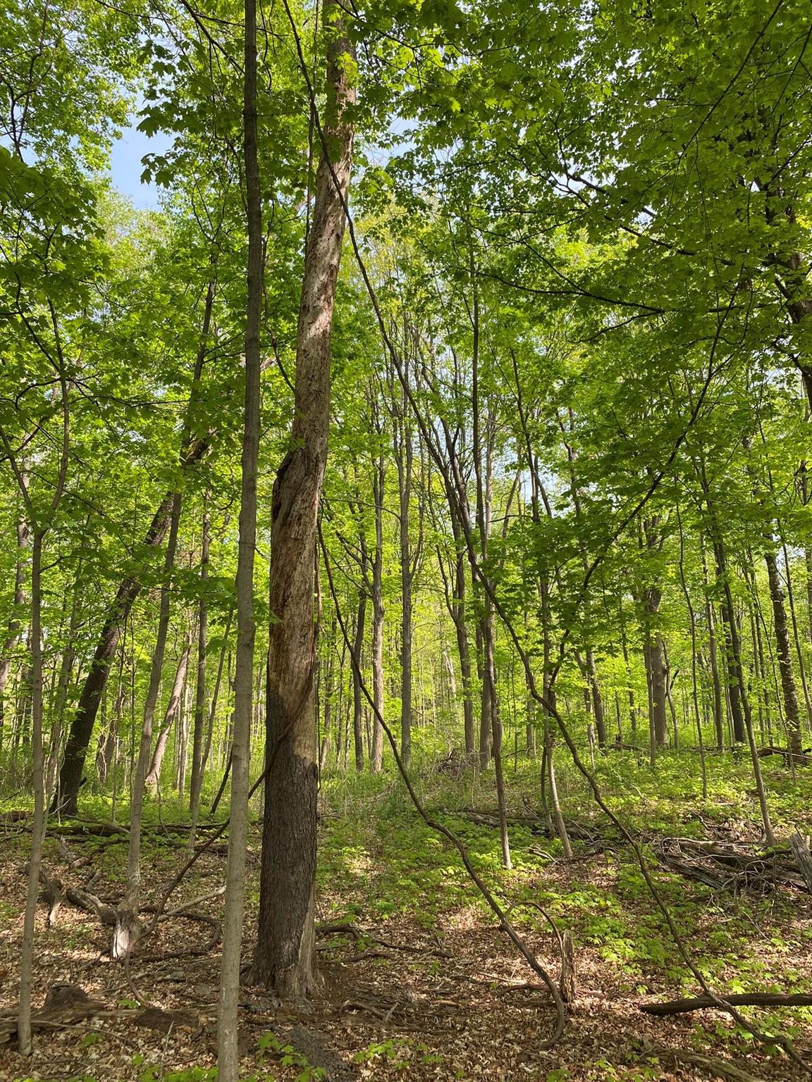 7080 Route 9, Rhinebeck, New York image 33