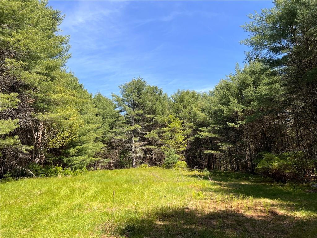 Stag Forest, Forestburgh, New York image 4