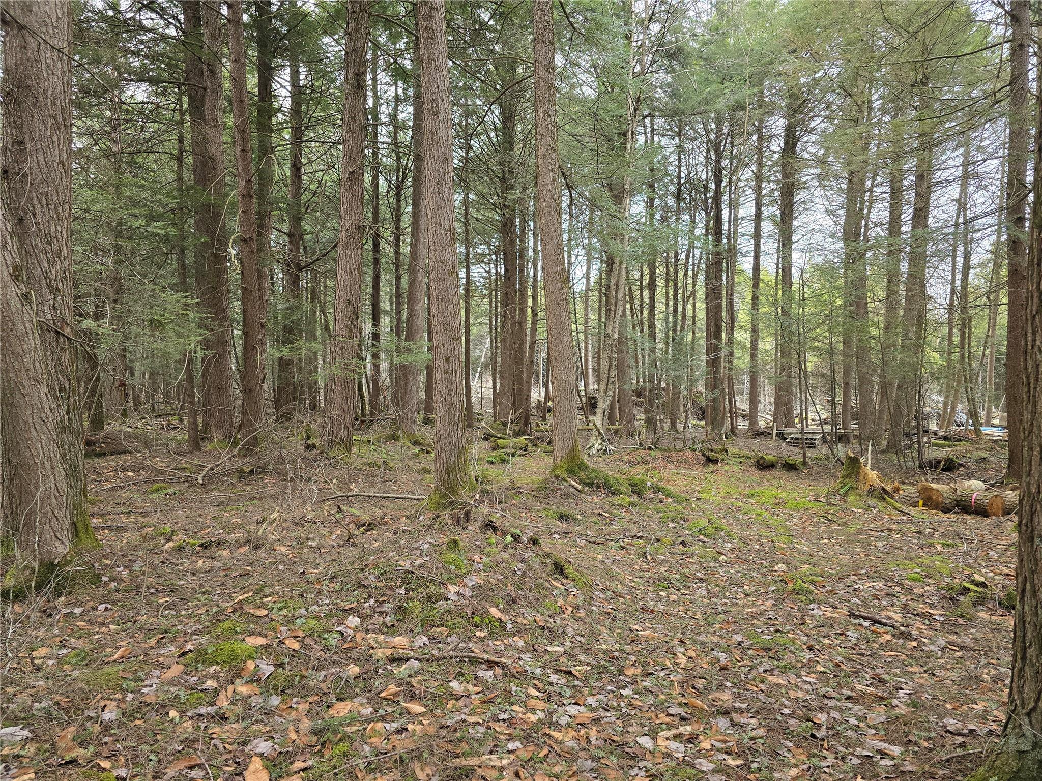 8217 W Breezy Hill Road, Parksville, New York image 1