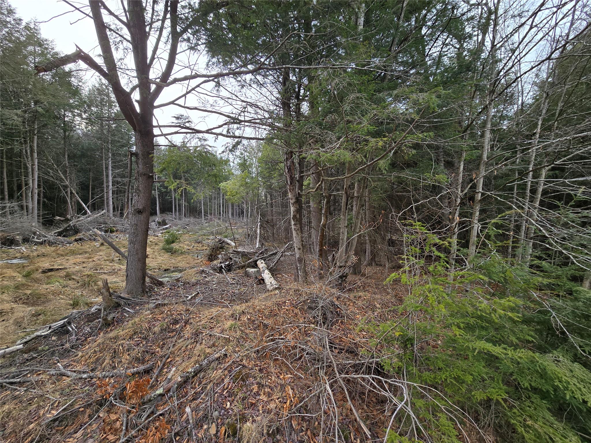 8217 W Breezy Hill Road, Parksville, New York image 7