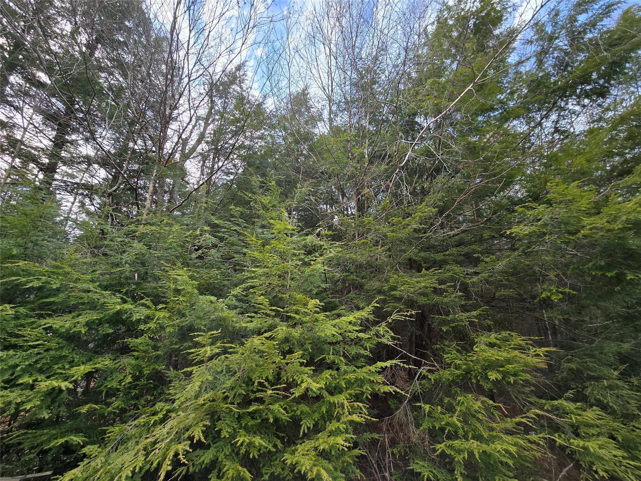 8217 W Breezy Hill Road, Parksville, New York image 18