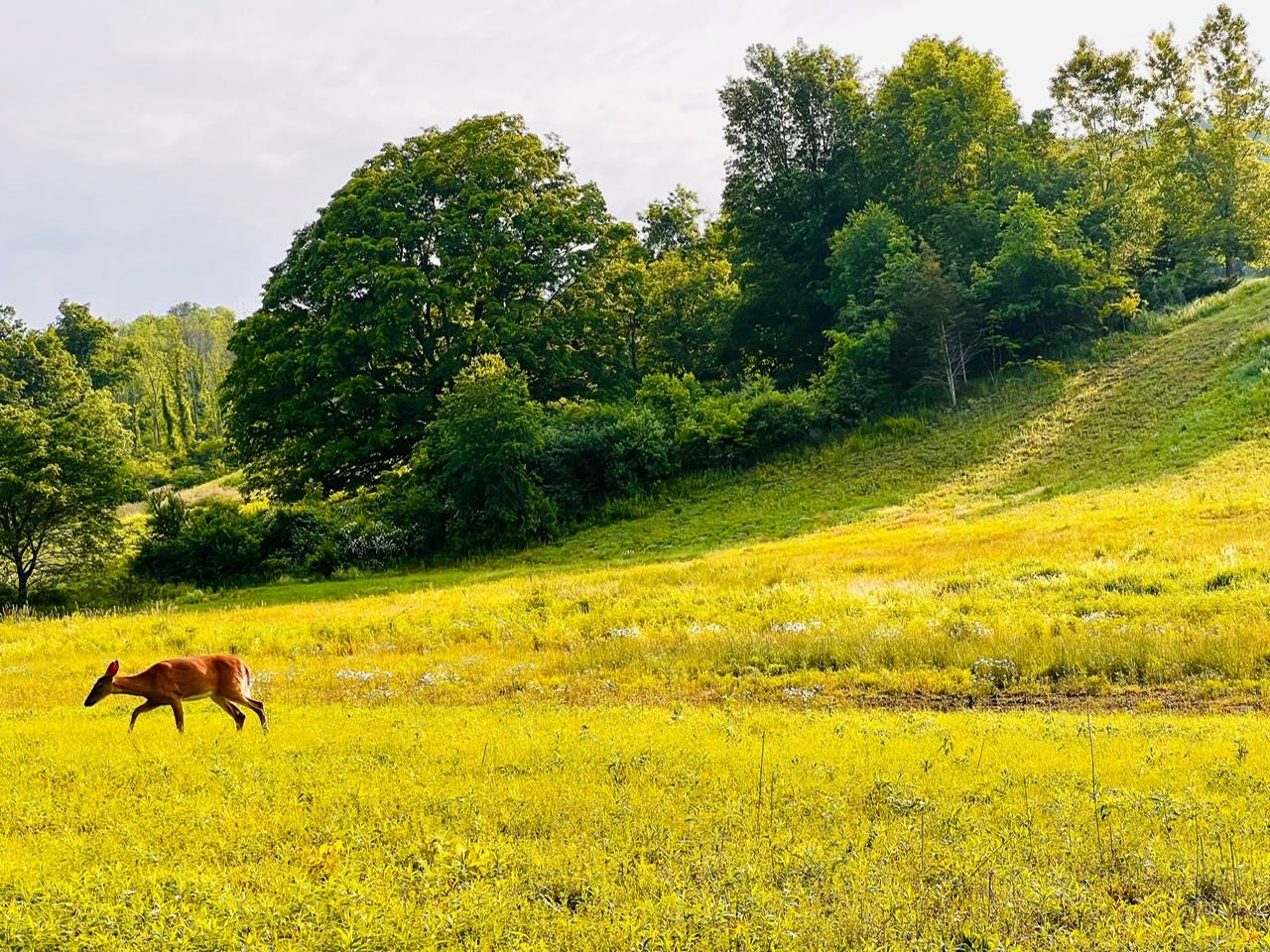 Lot 4 Westerly Ridge Drive, Amenia, New York image 7