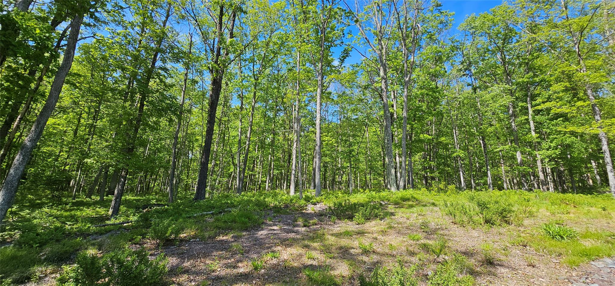 Lot 61 Cushetunk Drive, Cochecton, New York image 7