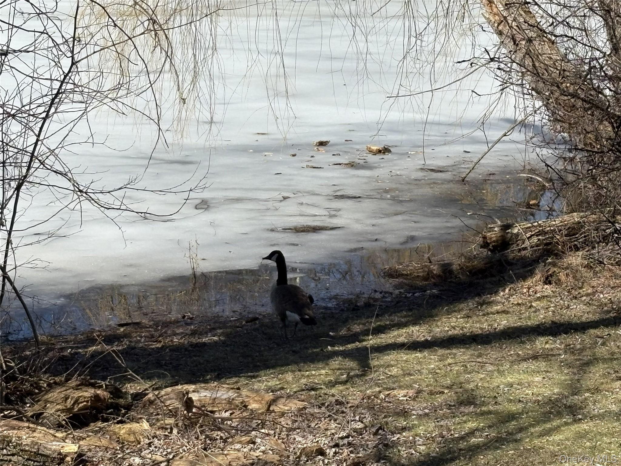 40 Scarborough Lane C