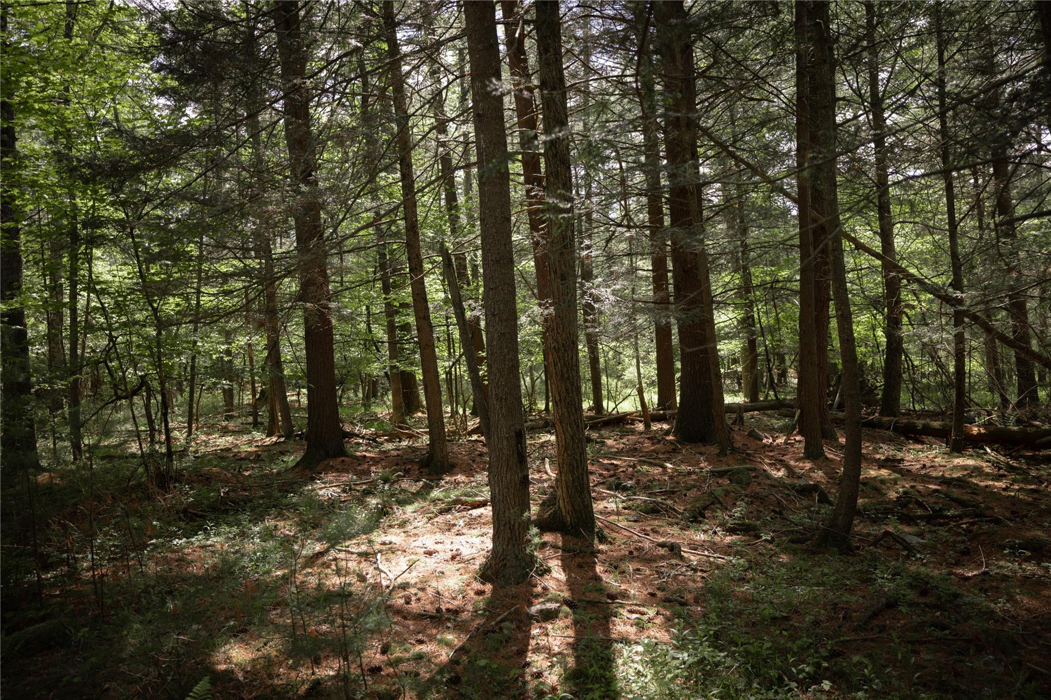 300 Mt Laurel Road, Kerhonkson, New York image 4
