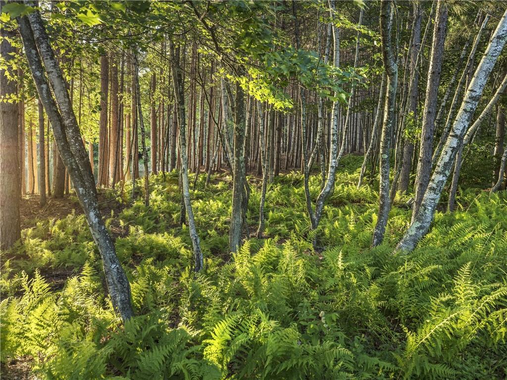 Lot 2 Chapin Trail, Bethel, New York image 8
