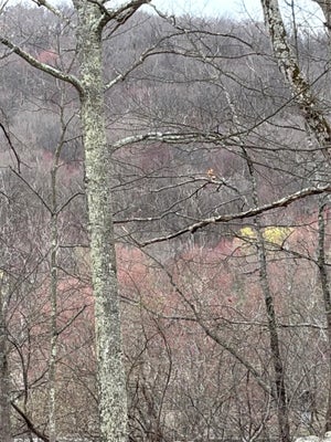 FOX MOUNTAIN, LIVINGSTON MANOR, NY 12758 - Image 82c672af901ffbfdb0dc7d06869bcd4b/2572020629