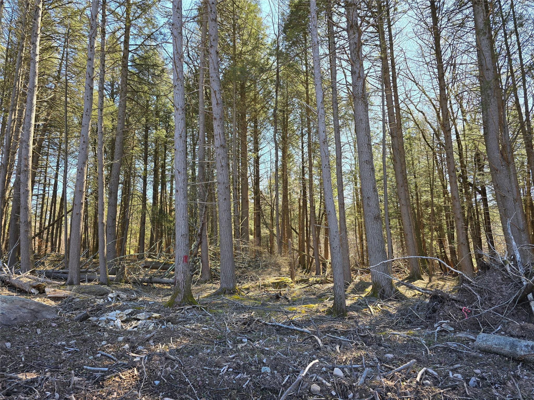 Holmes Road, Monticello, New York image 2
