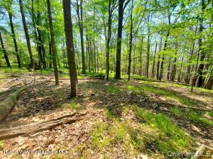 TBD Piney Lane