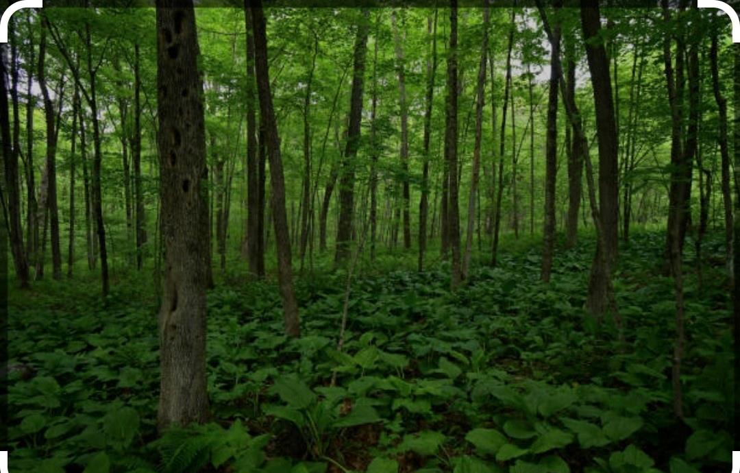 Woodland, Manorville, New York image 1