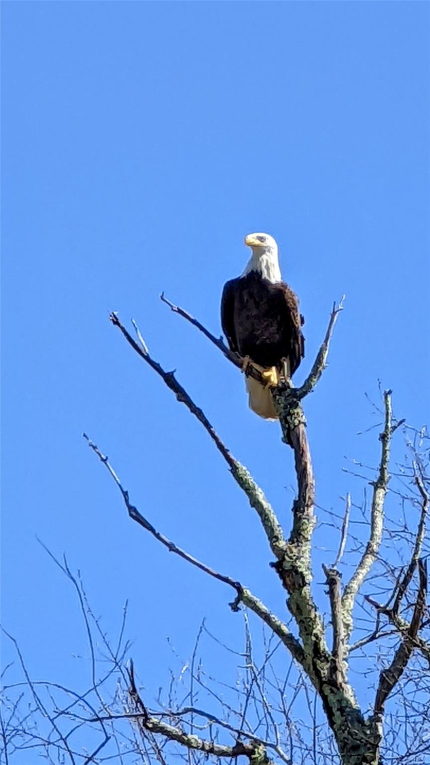 TBD John Bishop Road, Swan Lake, New York image 10