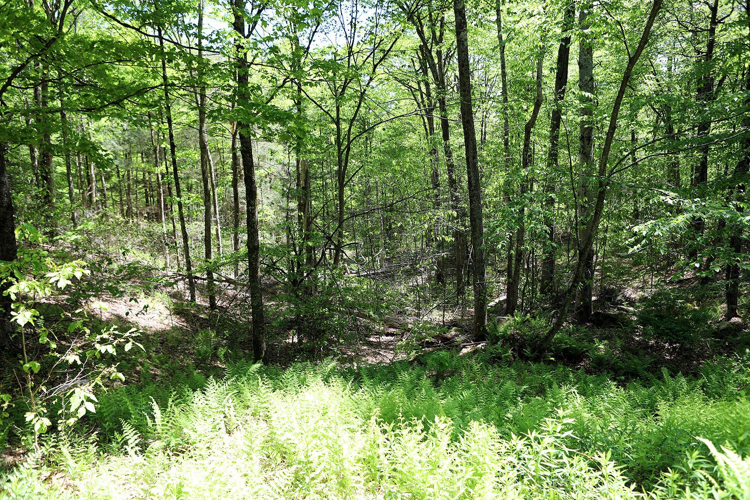 John Milk Road, Long Eddy, New York image 18