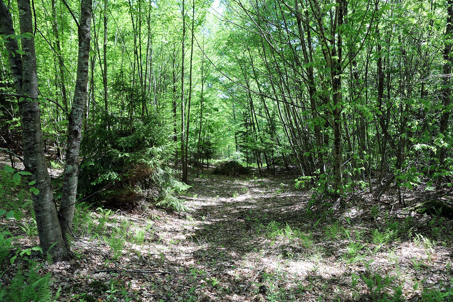 John Milk Road, Long Eddy, New York image 17