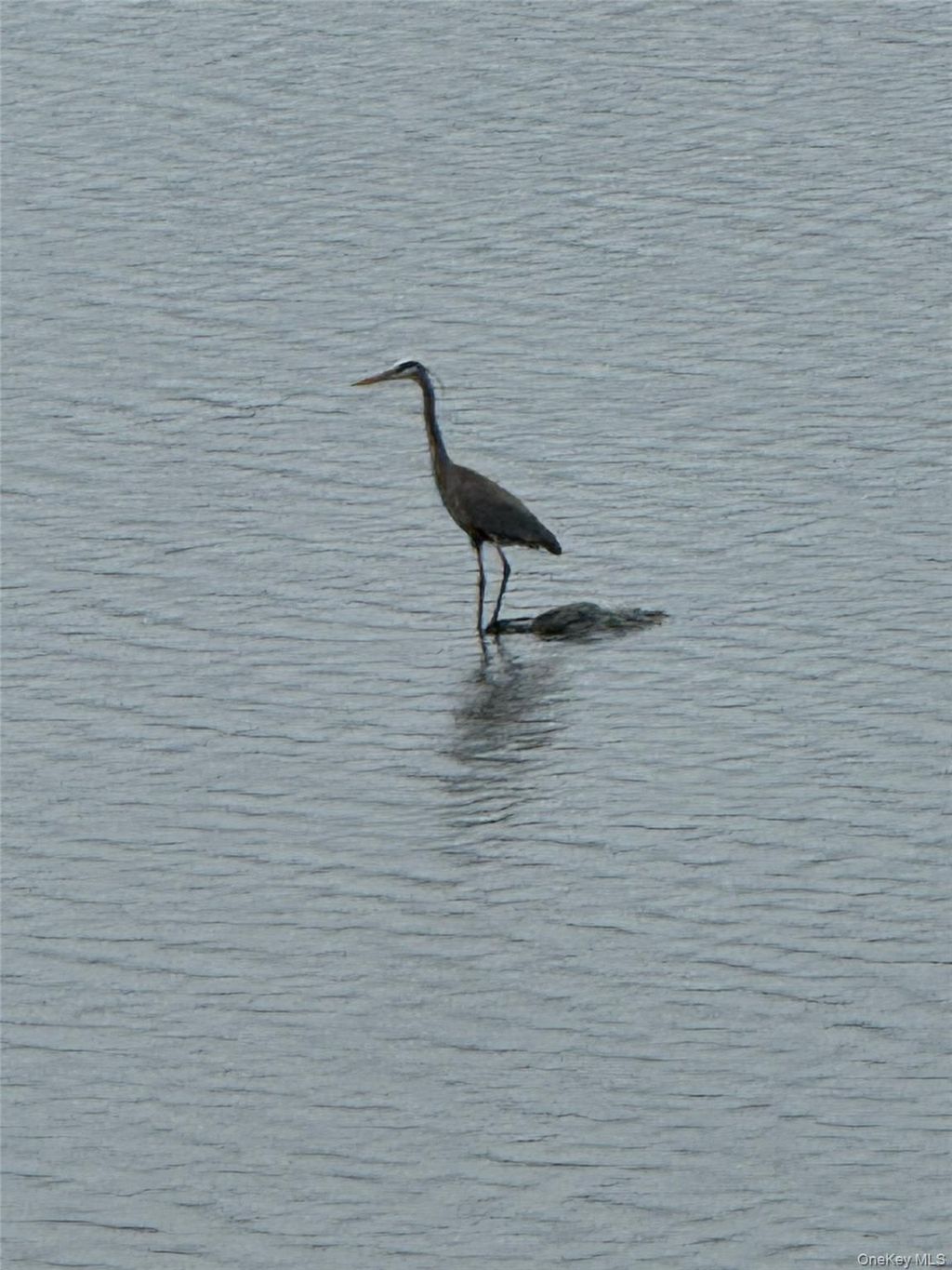 Photo of 3 Lakeside Road, Mahopac, NY 10541 (MLS # 979797)