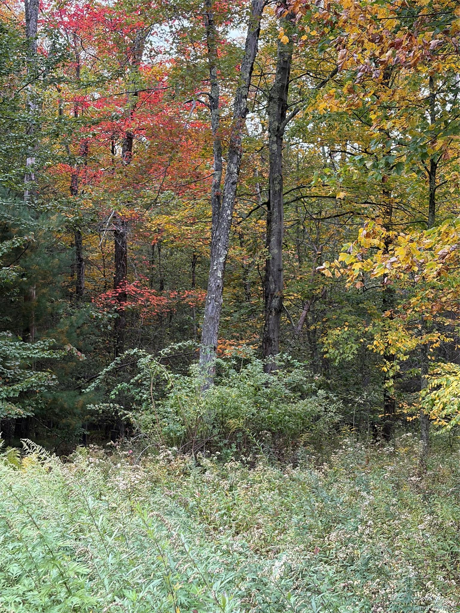Budd Road