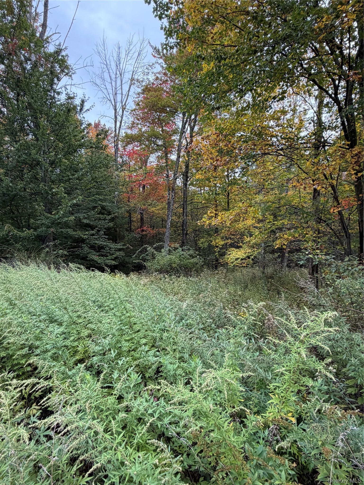 Budd Road