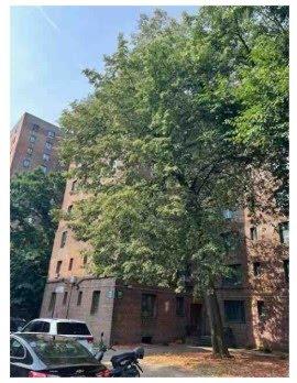 1725 Purdy Street #7C, Bronx, New York image 2