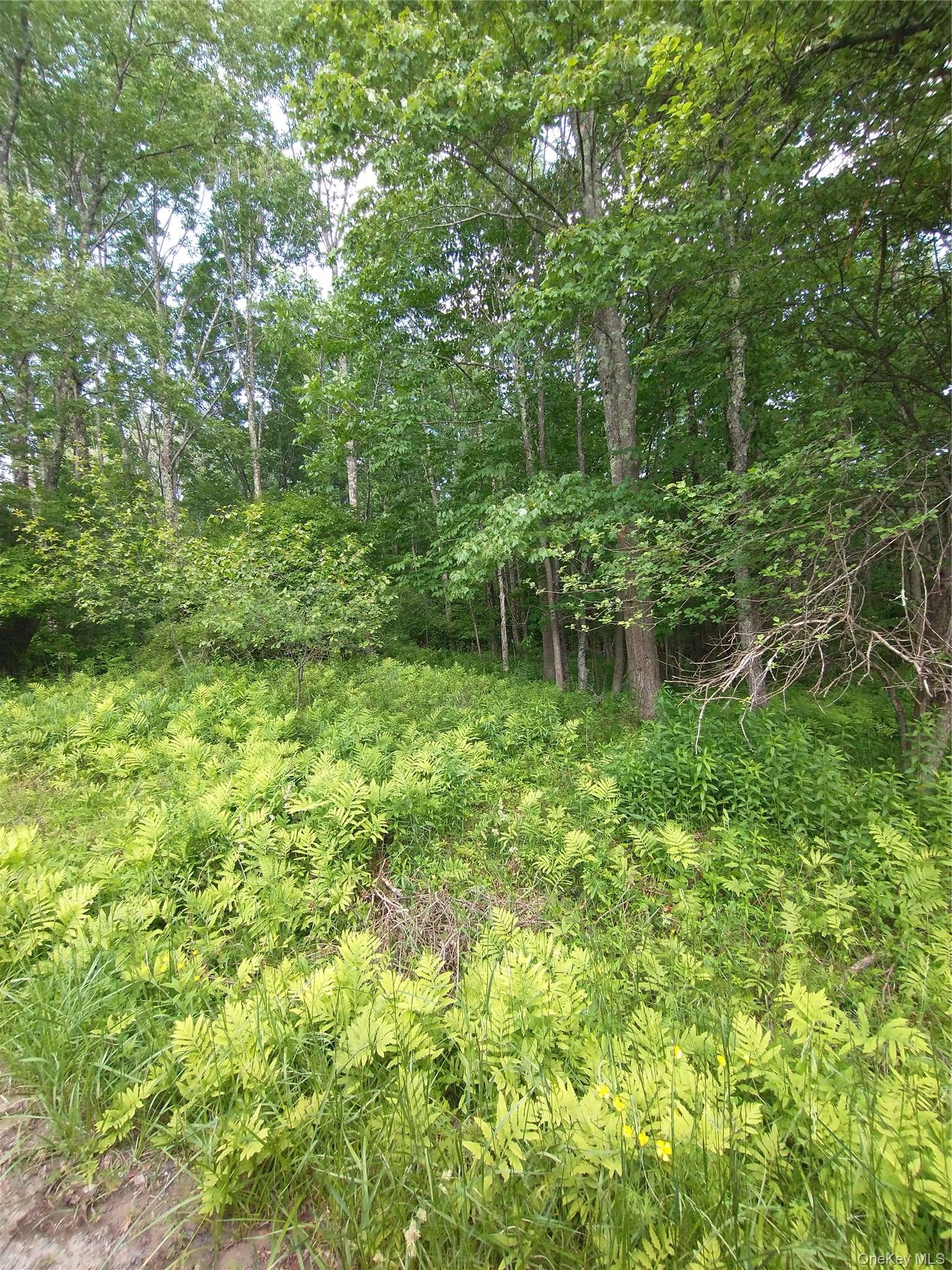 Old Loomis Road