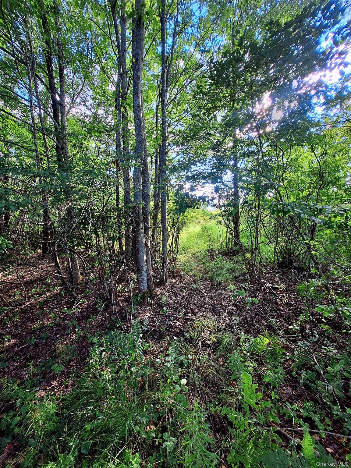 Burnt Ridge Road