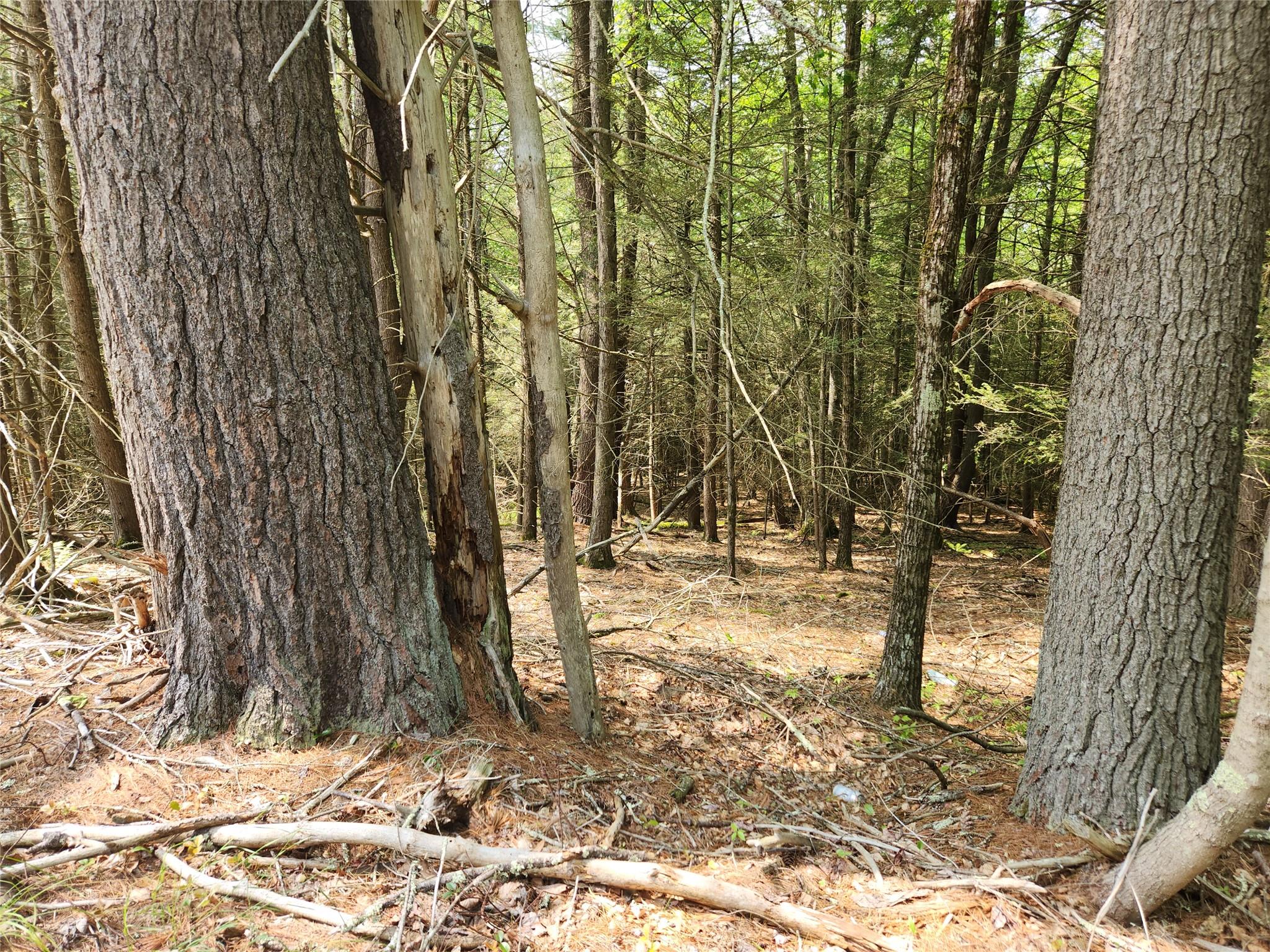 Highland Lake, Eldred, New York image 2