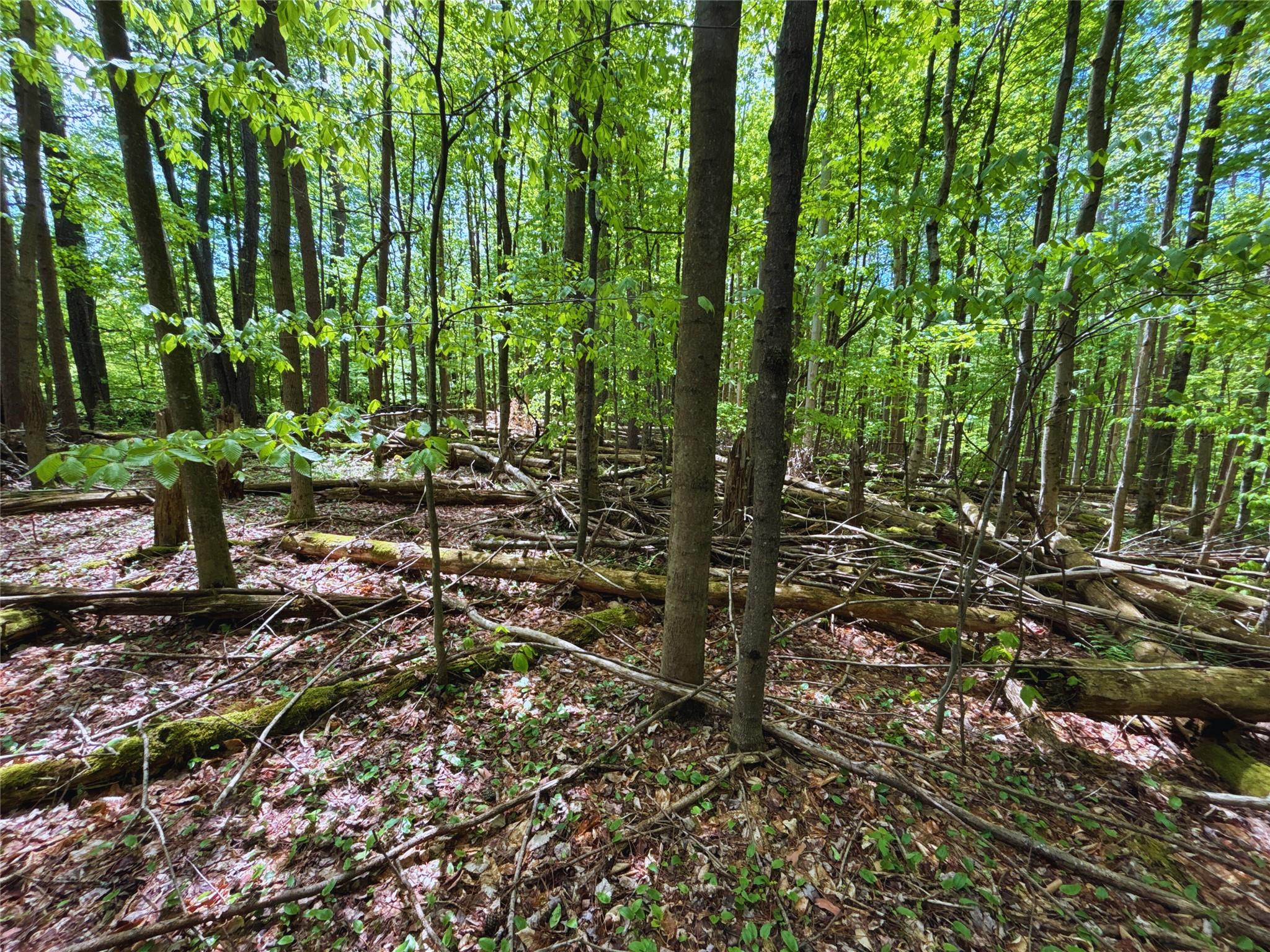 Lot 6.2 Launt Hollow Road, Hamden, New York image 39