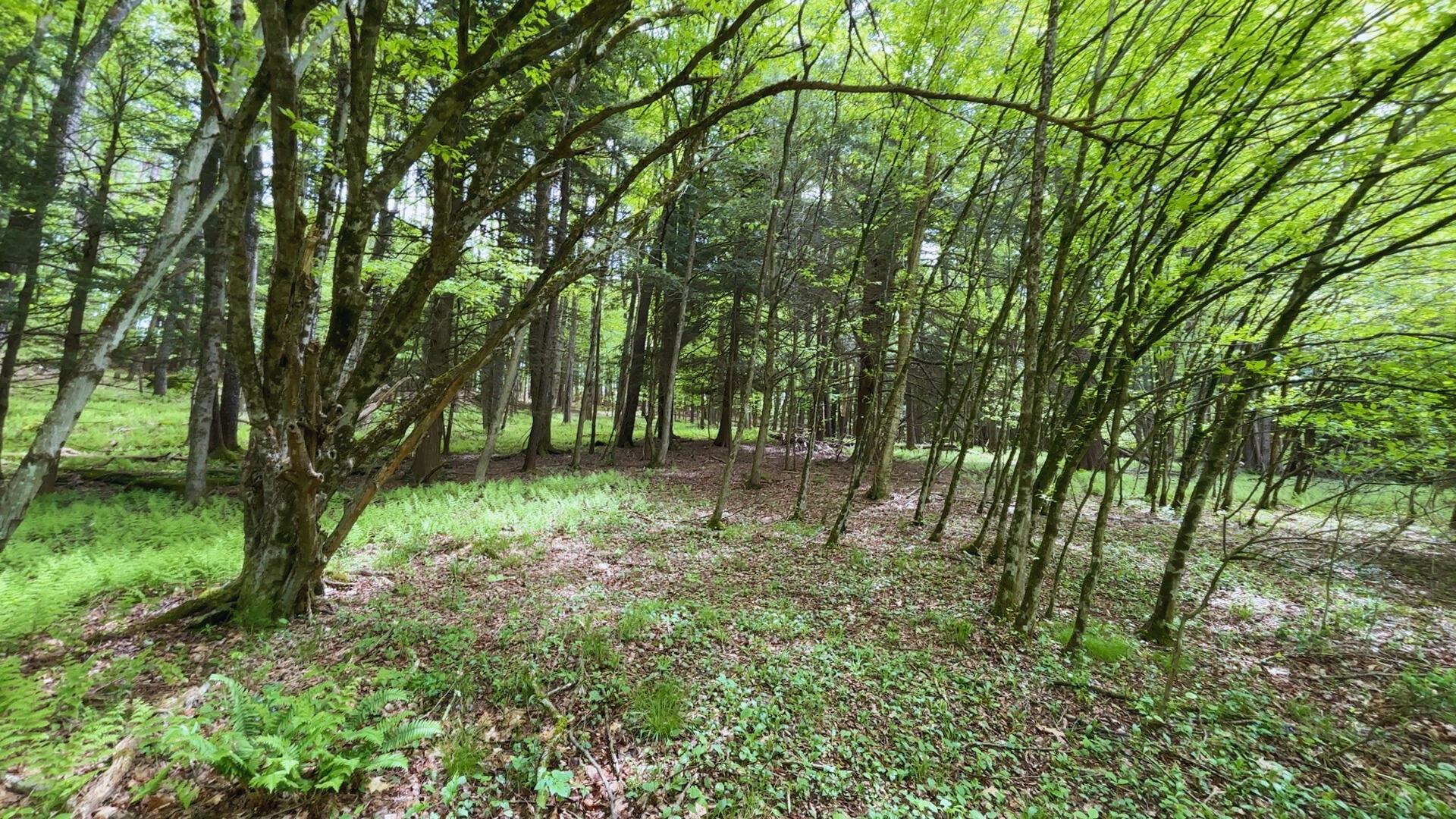 Lot 6.2 Launt Hollow Road, Hamden, New York image 37
