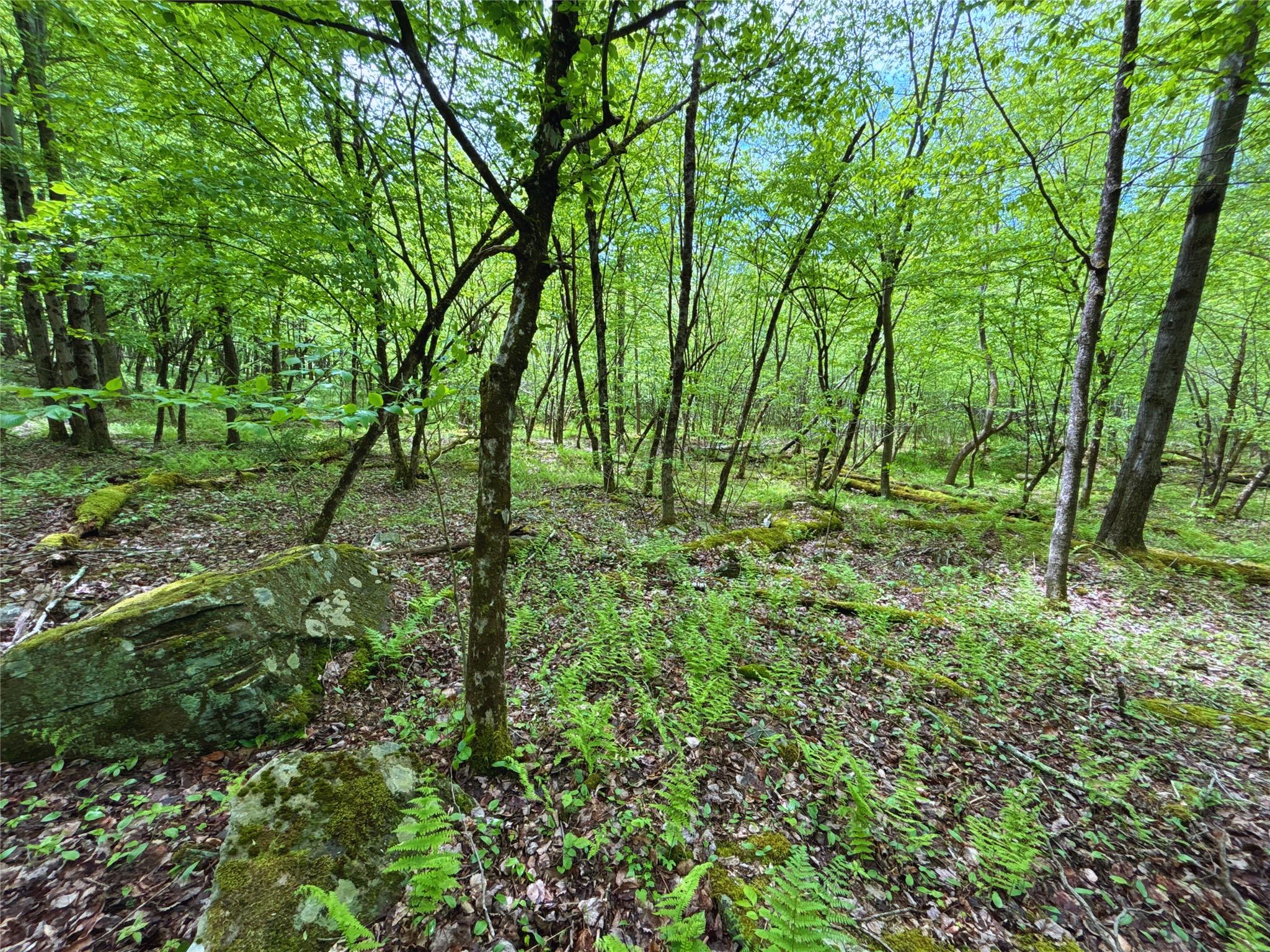 Lot 6.2 Launt Hollow Road, Hamden, New York image 35