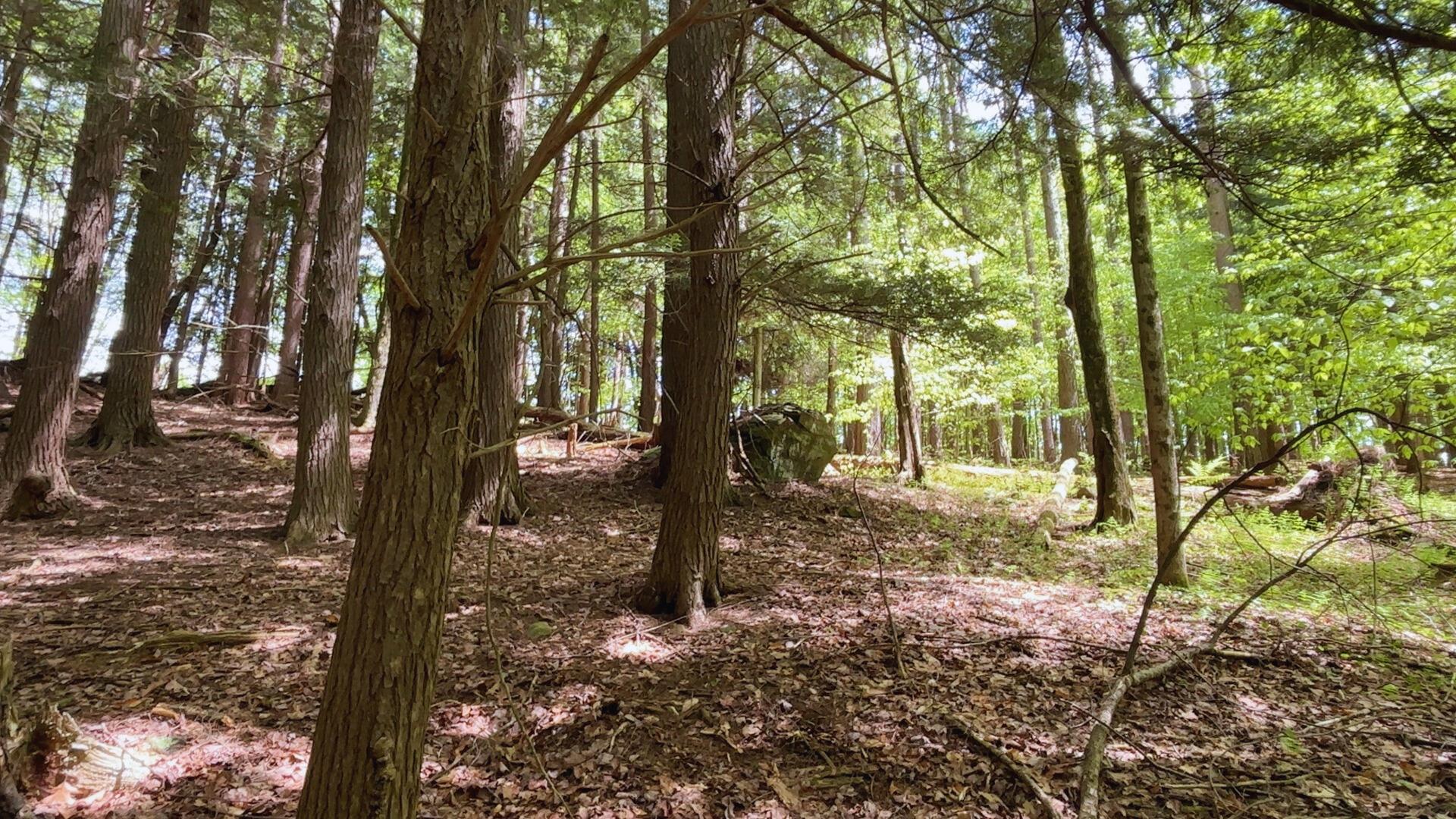 Lot 6.2 Launt Hollow Road, Hamden, New York image 38