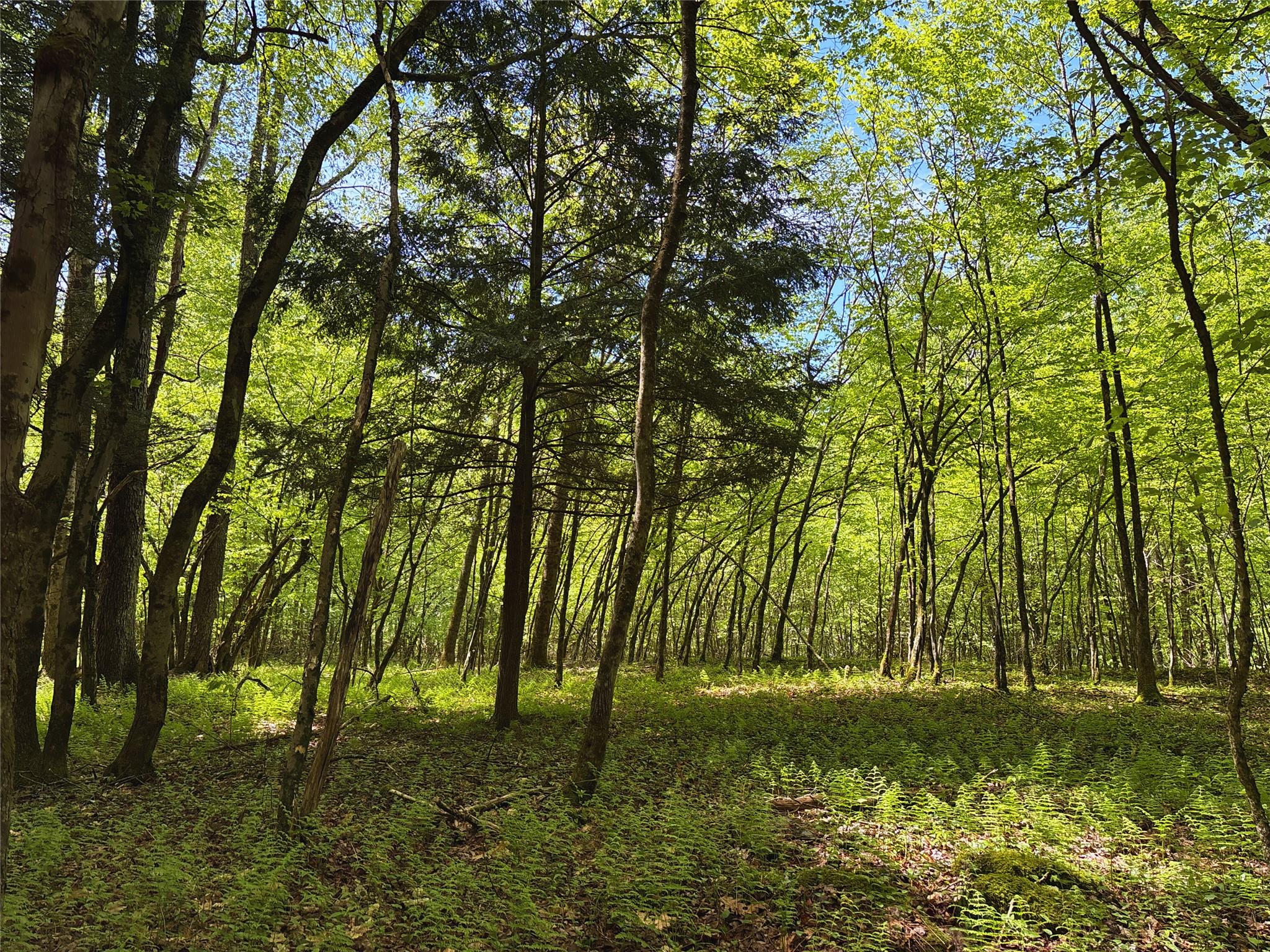 Lot 6.2 Launt Hollow Road, Hamden, New York image 32