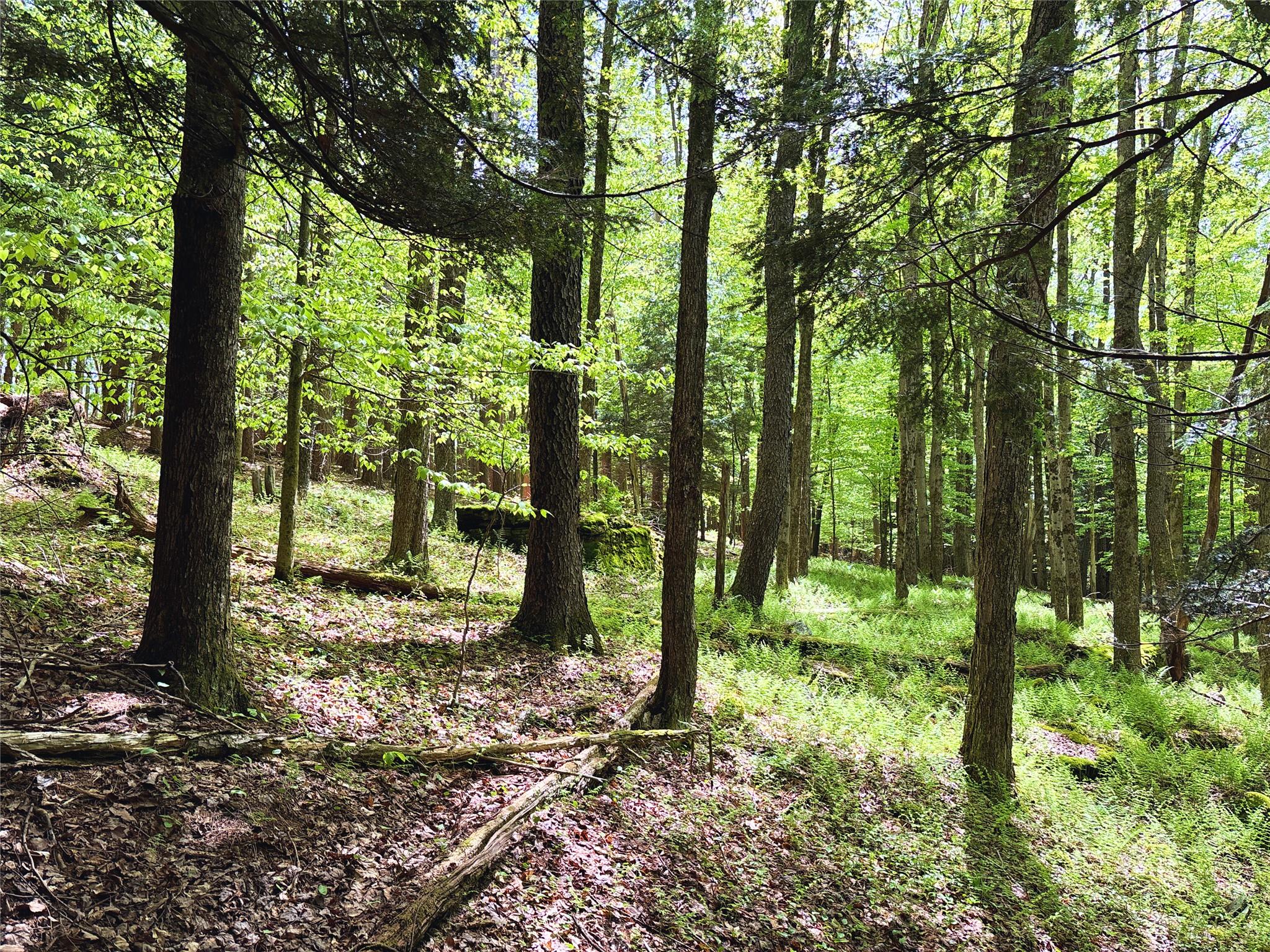 Lot 6.2 Launt Hollow Road, Hamden, New York image 34