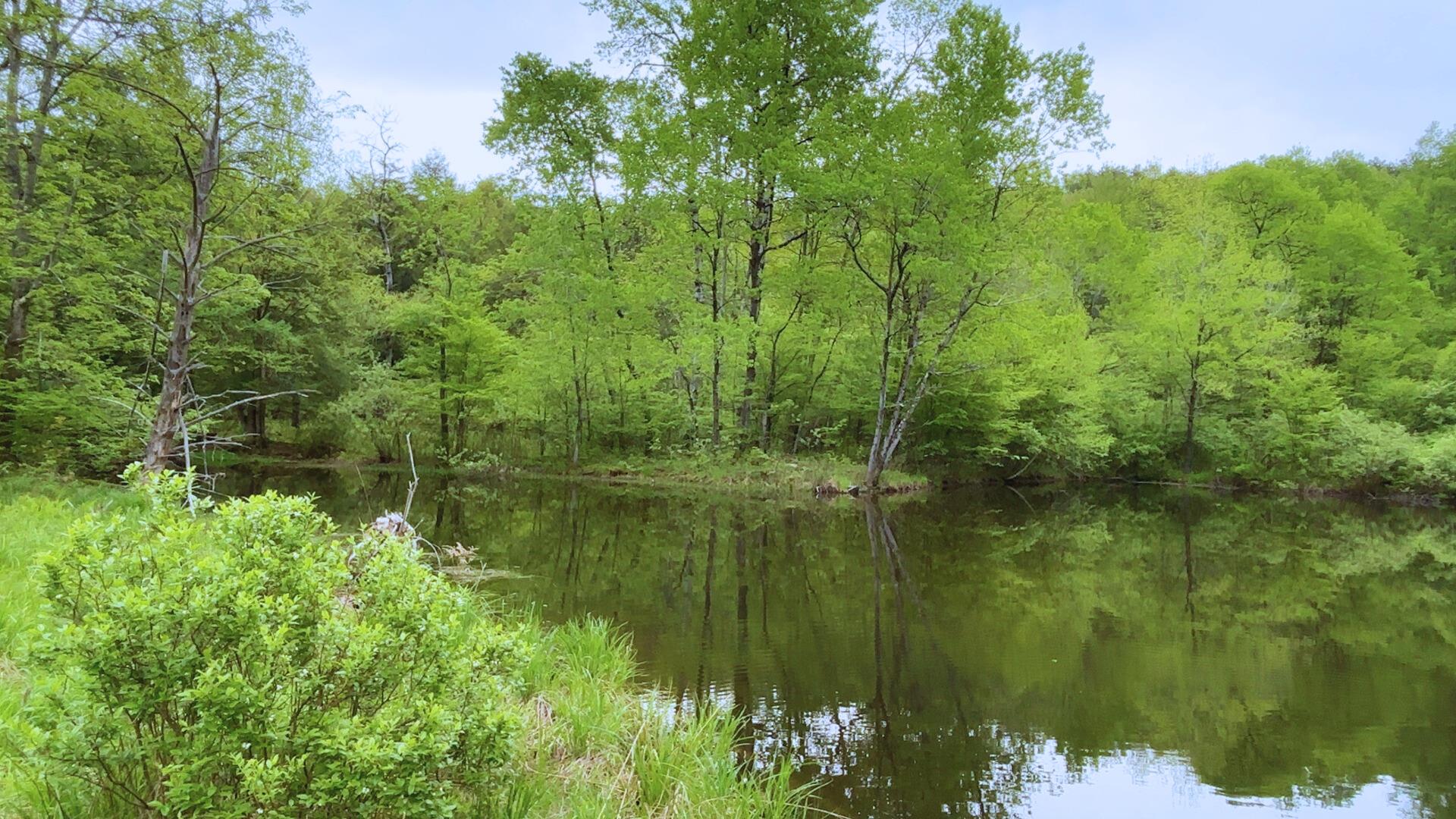 Lot 6.2 Launt Hollow Road, Hamden, New York image 14