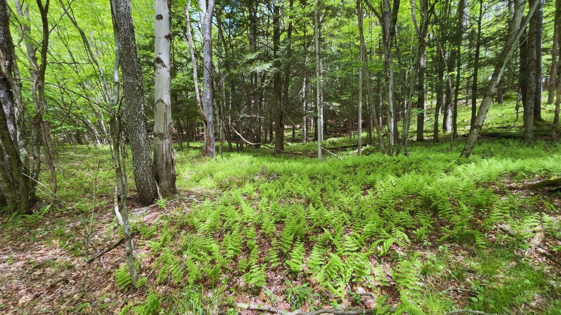 Lot 6.2 Launt Hollow Road, Hamden, New York image 29