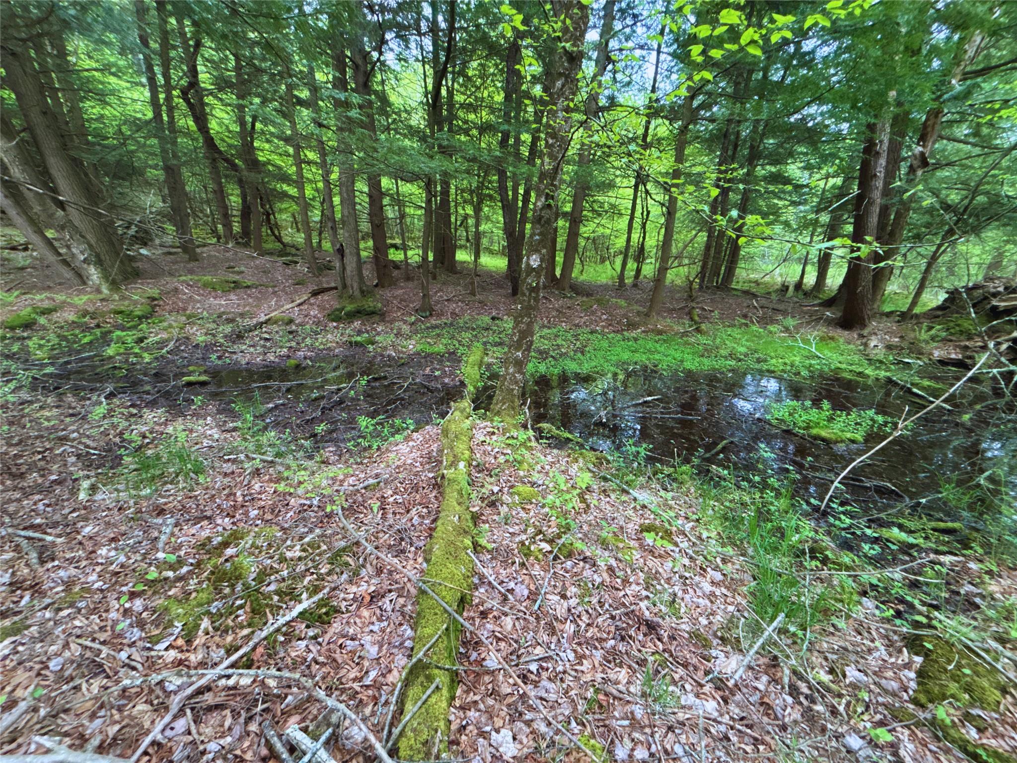 Lot 6.2 Launt Hollow Road, Hamden, New York image 19