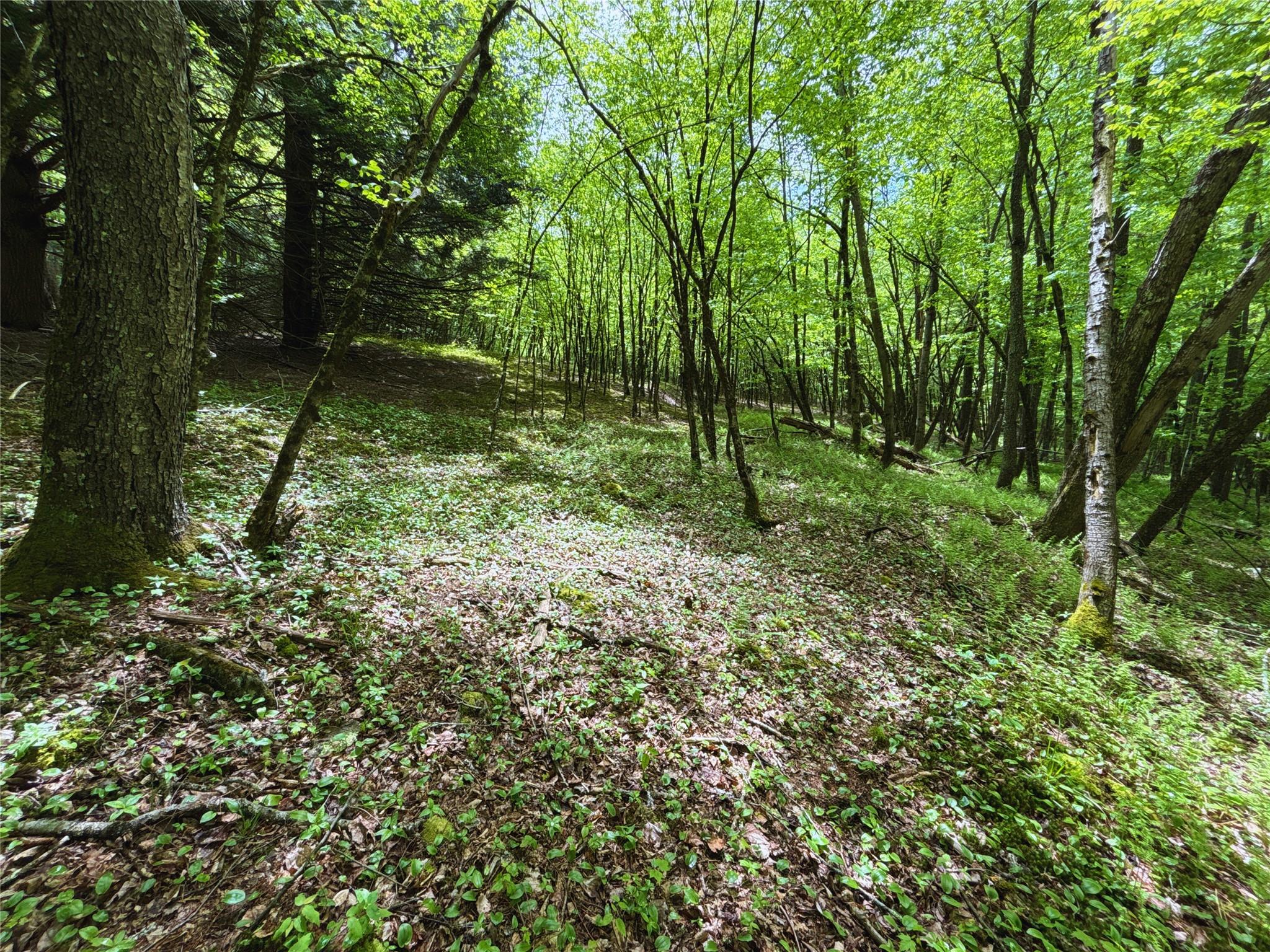 Lot 6.2 Launt Hollow Road, Hamden, New York image 36