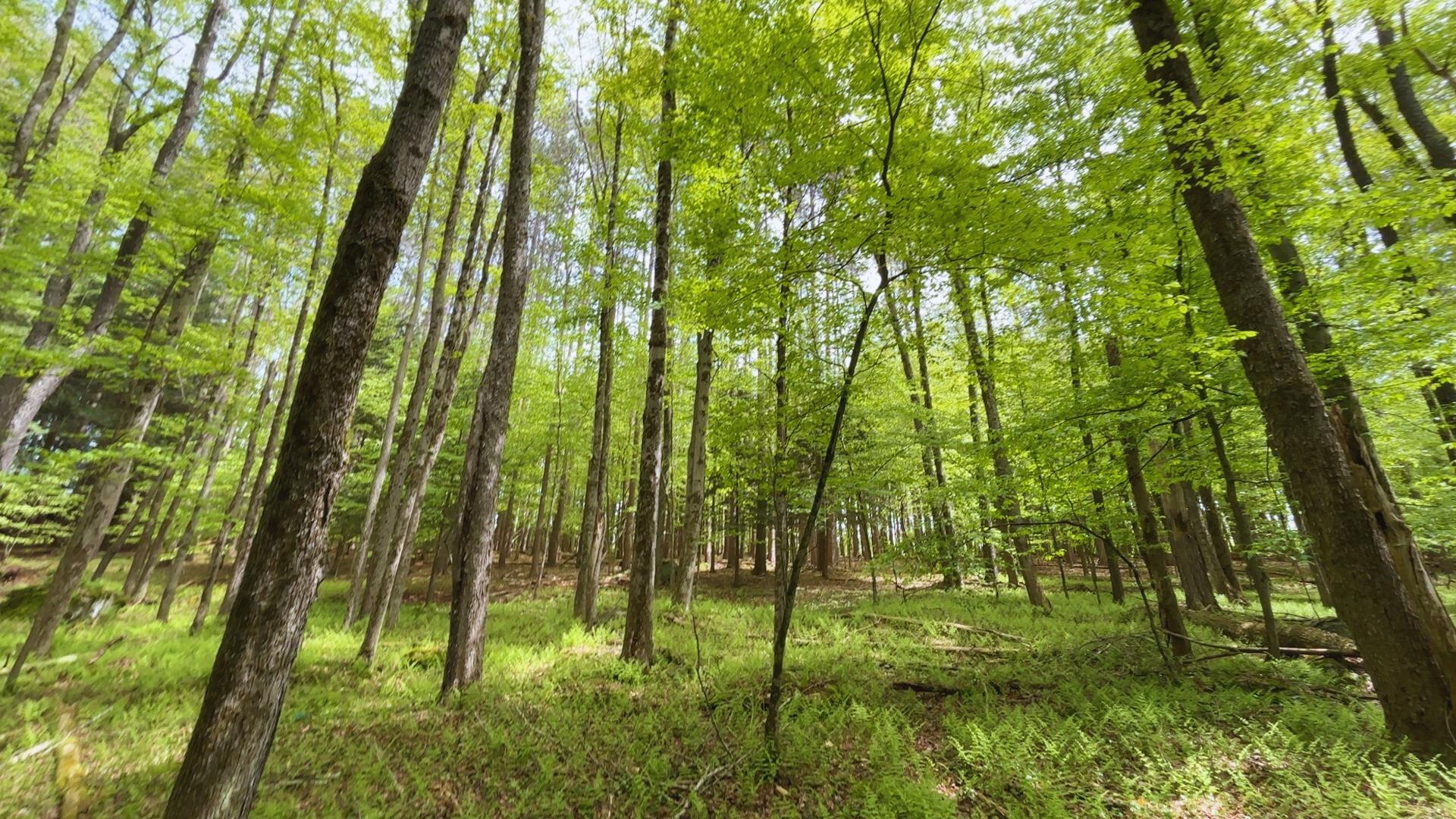 Lot 6.2 Launt Hollow Road, Hamden, New York image 22