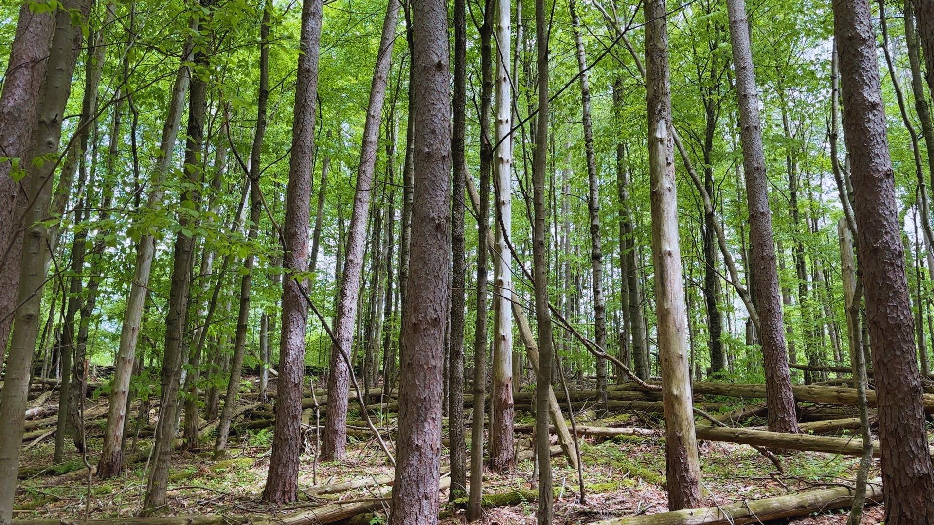 Lot 6.2 Launt Hollow Road, Hamden, New York image 23