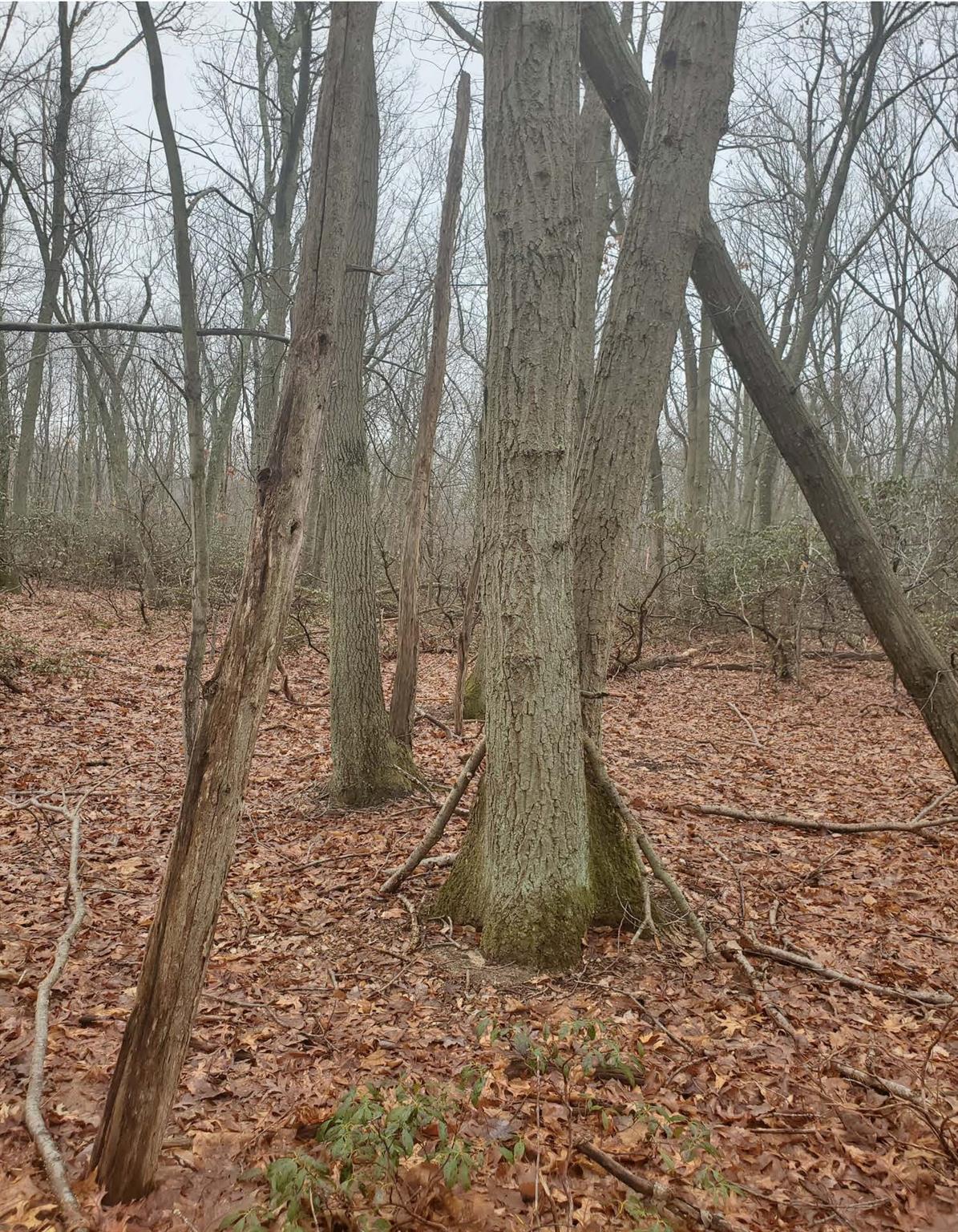 8 Steep Bank Road, Saint James, New York image 3