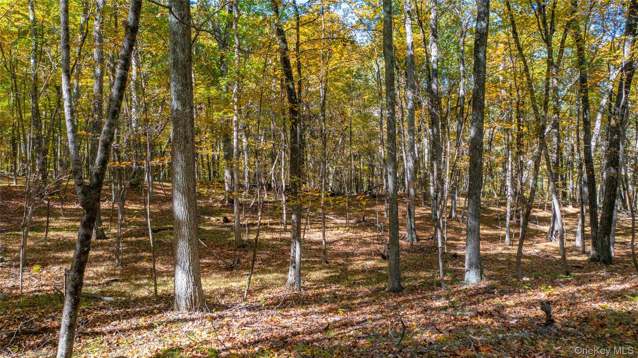 Rhinebeck, New York 12572, United States, ,Land,Active,229729