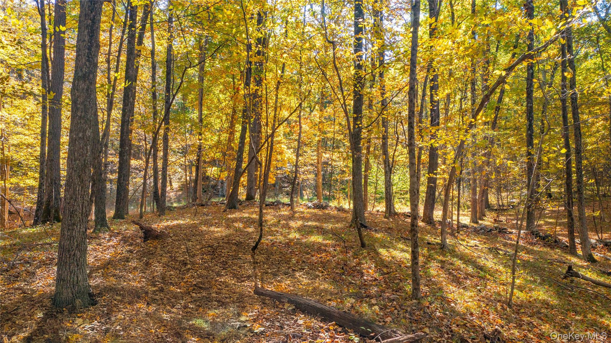 Rhinebeck, New York 12572, United States, ,Land,Active,229729