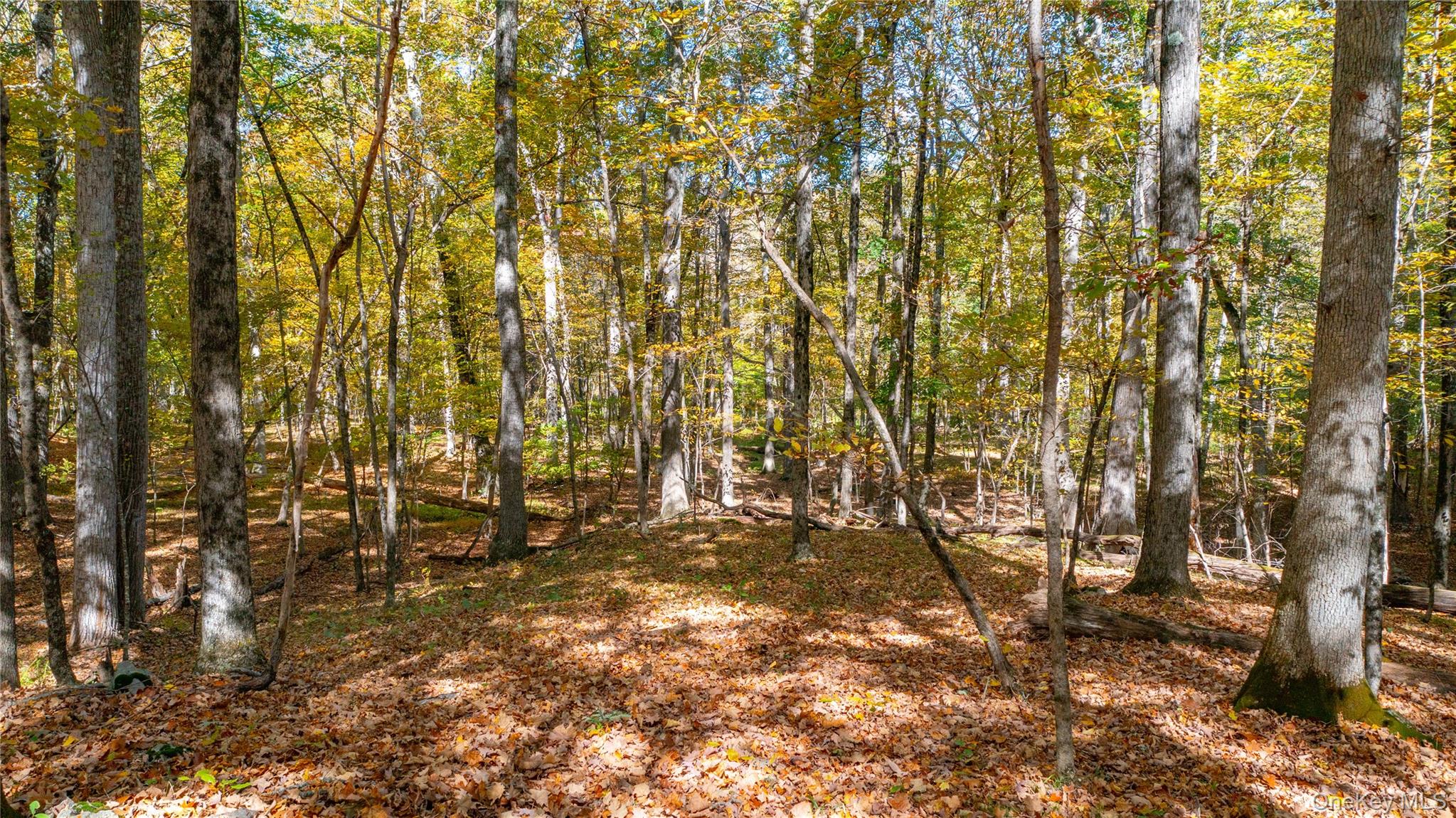 Rhinebeck, New York 12572, United States, ,Land,Active,229729