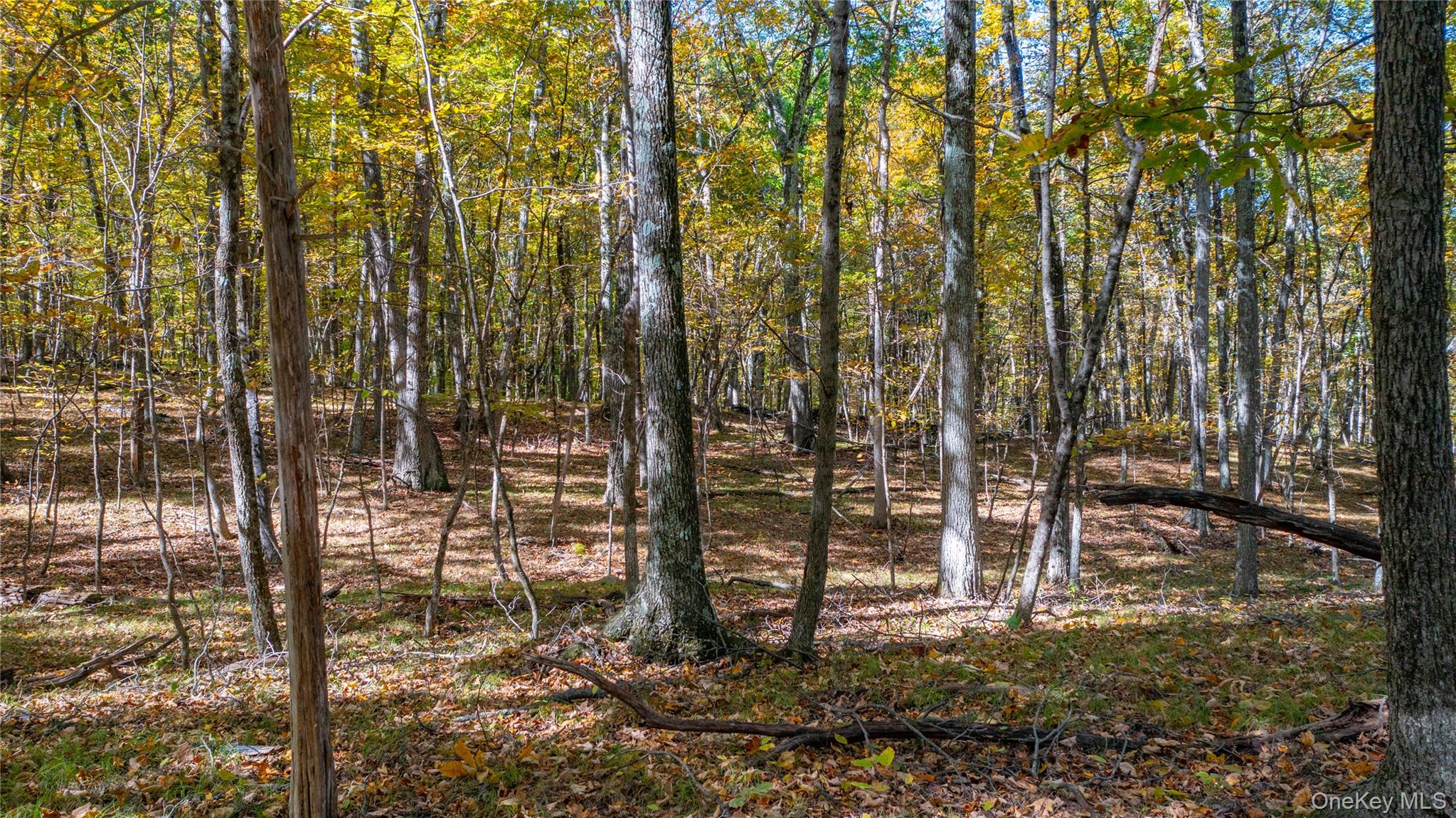 Rhinebeck, New York 12572, United States, ,Land,Active,229729