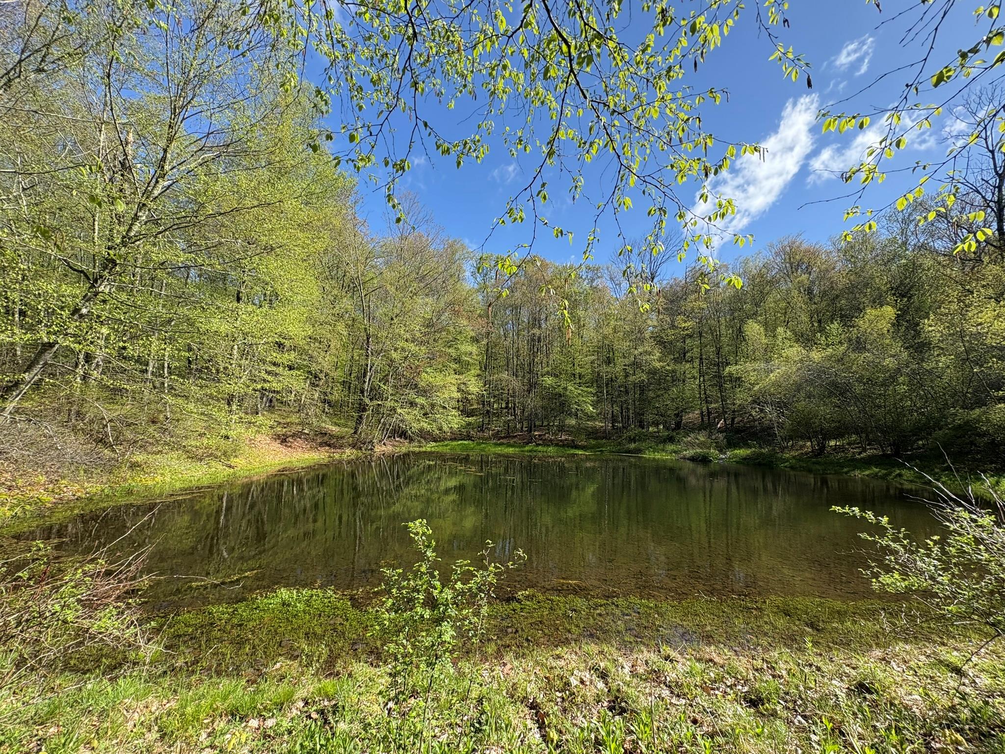 1239 Shandelee Road, Livingston Manor, New York image 41
