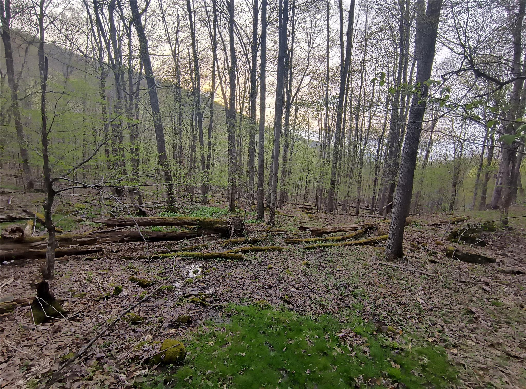 Chiloway Road, Hancock, New York image 8