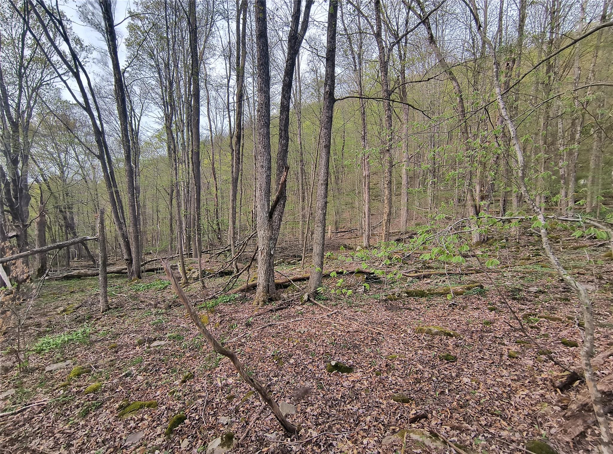 Chiloway Road, Hancock, New York image 2