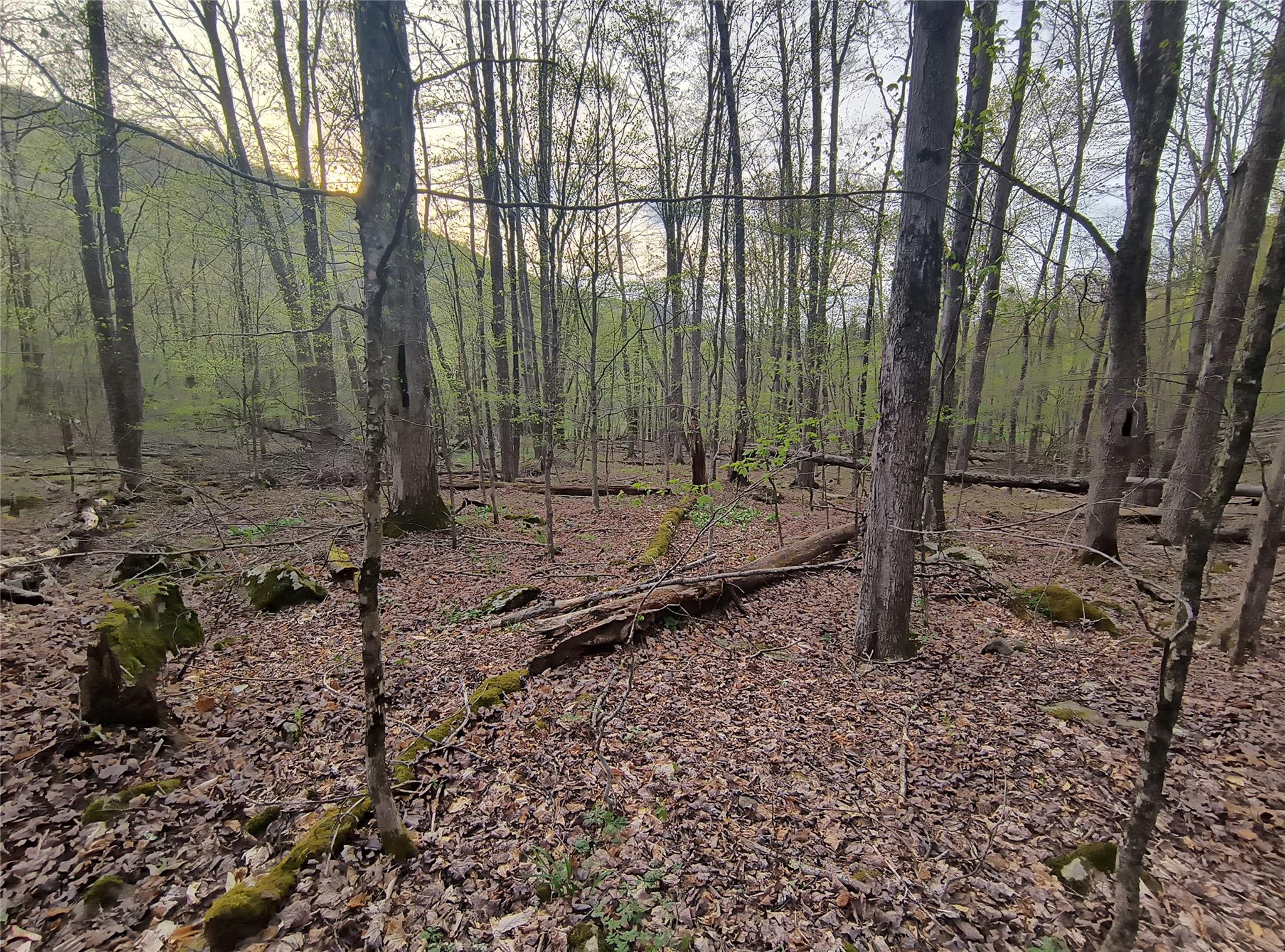 Chiloway Road, Hancock, New York image 5