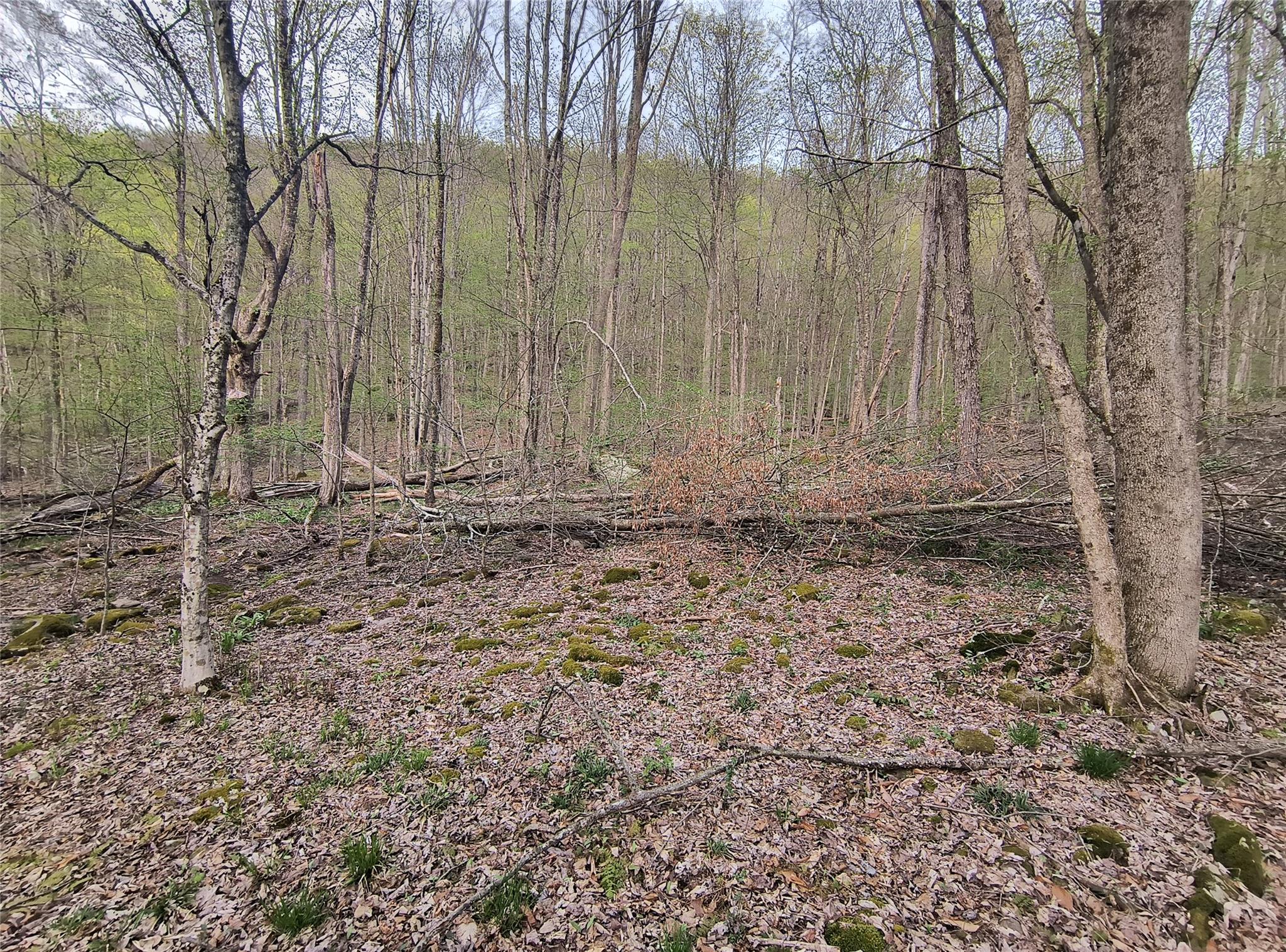 Chiloway Road, Hancock, New York image 3