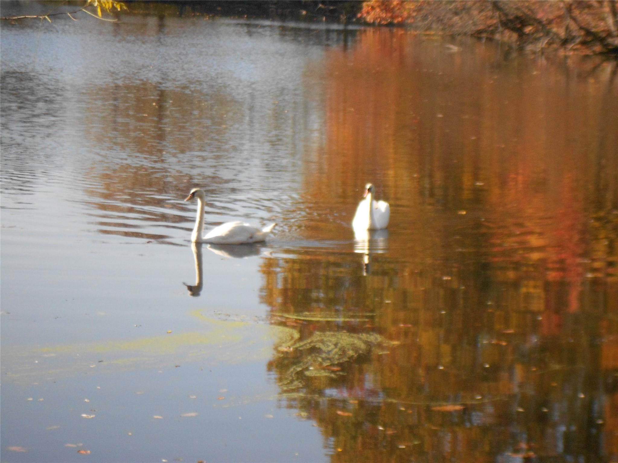 98 Mill Road, Red Hook, New York image 43